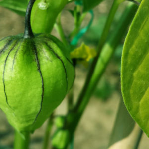 Tomatillo aus dem eigenen garten