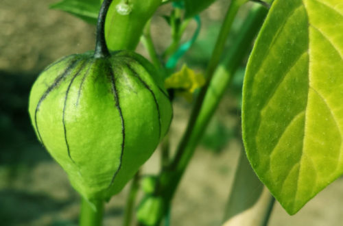 Tomatillo aus dem eigenen garten