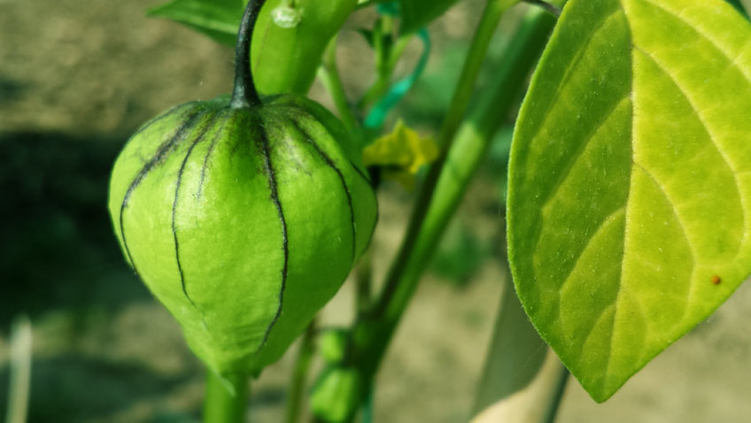 Tomatillo aus dem eigenen garten