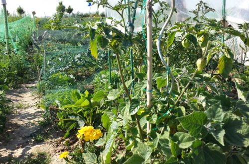 Garten im Überblick