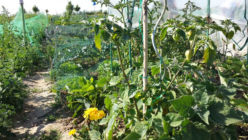 Garten im Überblick