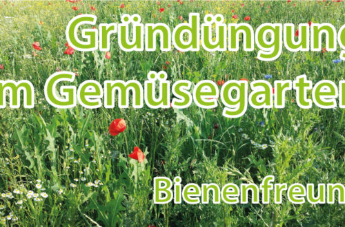 Bienenfreund als Gründüngung