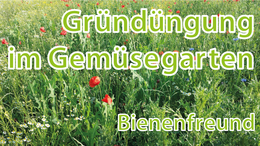 Bienenfreund als Gründüngung