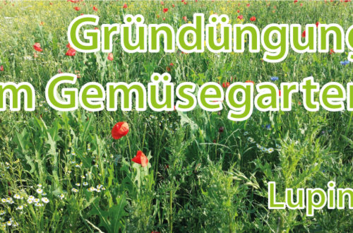 Gründüngung im Gemüsgearten Lupine