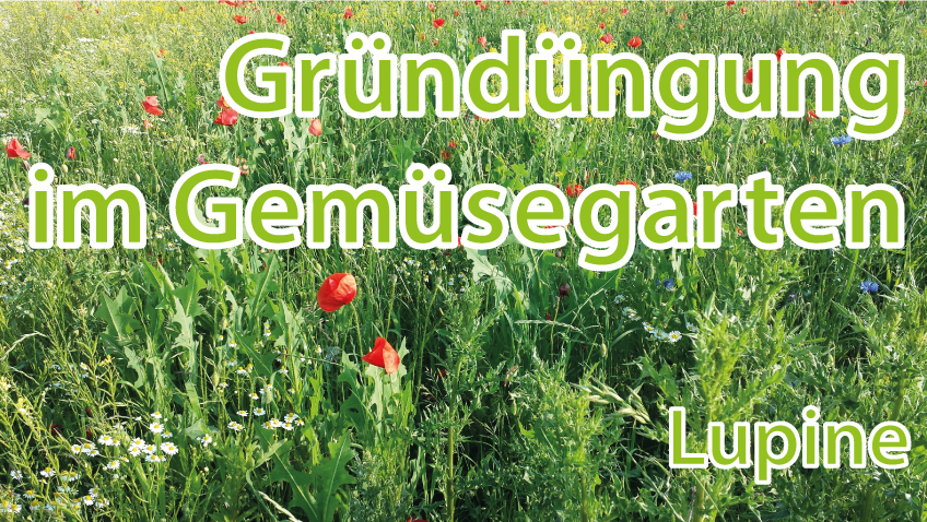 Gründüngung im Gemüsgearten Lupine