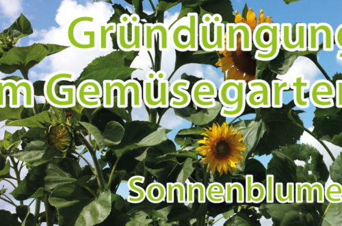 Gründüngung im Gemüsgearten Sonnenblumen