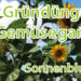 Gründüngung im Gemüsgearten Sonnenblumen