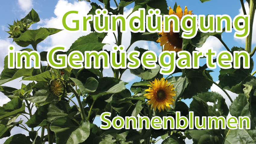 Gründüngung im Gemüsgearten Sonnenblumen