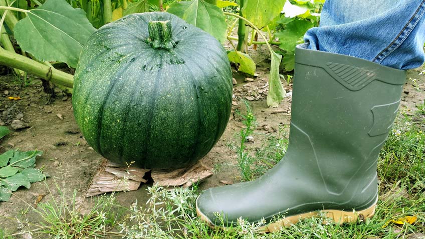 Riesen-Zucchini