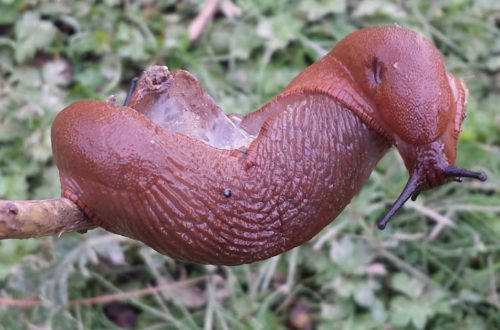 Schnecken im Garten