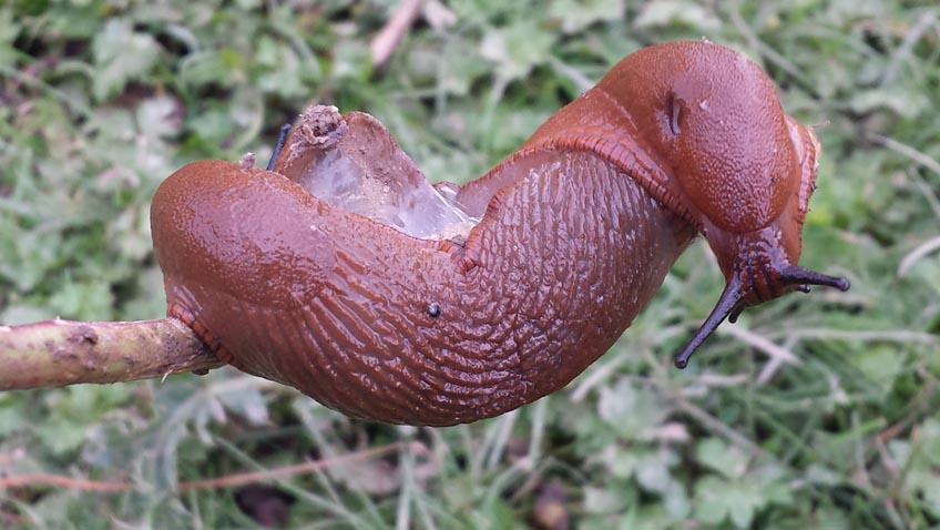 Schnecken im Garten