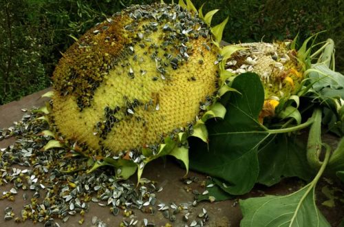 Sonnenblume für Vögel