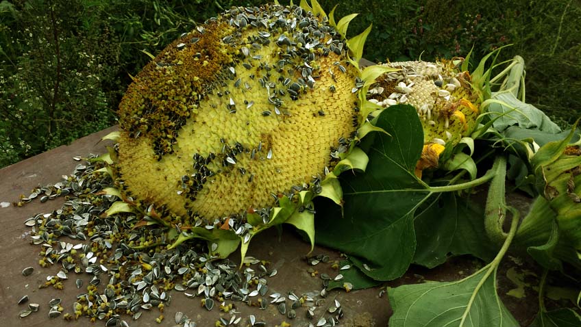 Sonnenblume für Vögel