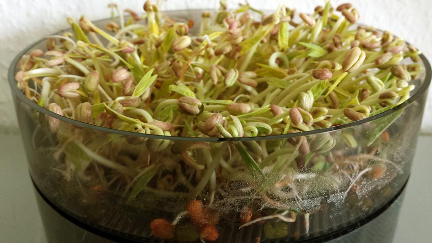 Frische Sprossen ziehen im Sprossenturm