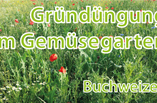 Gründüngung im Gemüsgearten mit Buchweizen