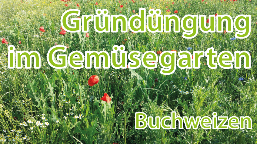 Gründüngung im Gemüsgearten mit Buchweizen