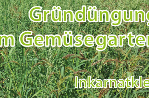 Gründüngung im Gemüsgearten Inkarnatklee