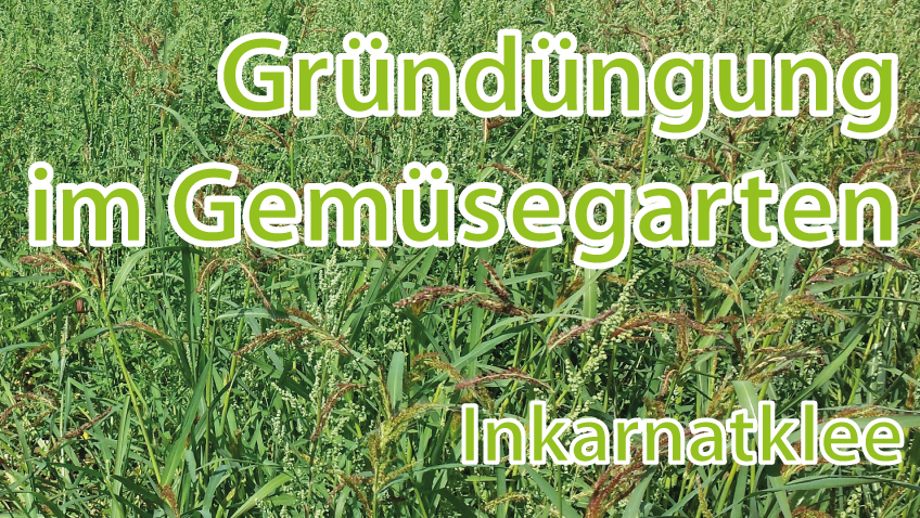 Gründüngung im Gemüsgearten Inkarnatklee