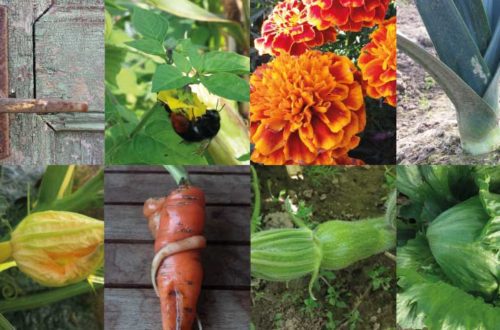 Gemüsegarten im Oktober