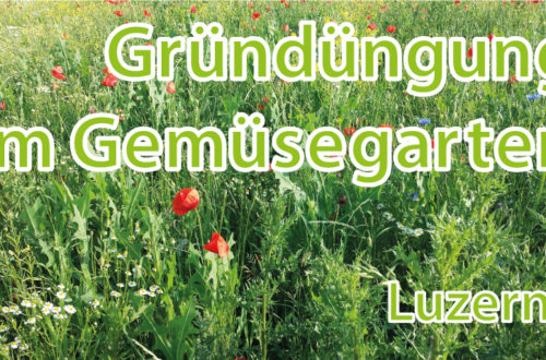 Luzerne - Gründüngung im Gemüsgearten