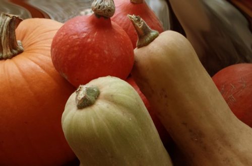 Butternut-Kürbis im eigenen Garten