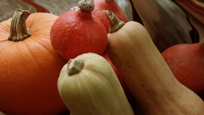 Butternut-Kürbis im eigenen Garten