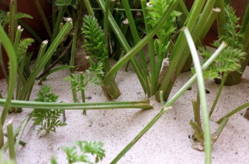 Möhren in Sand lagern