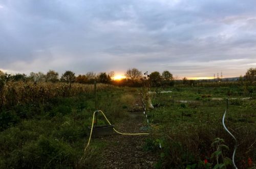 Sonnenuntergang auf dem Feld