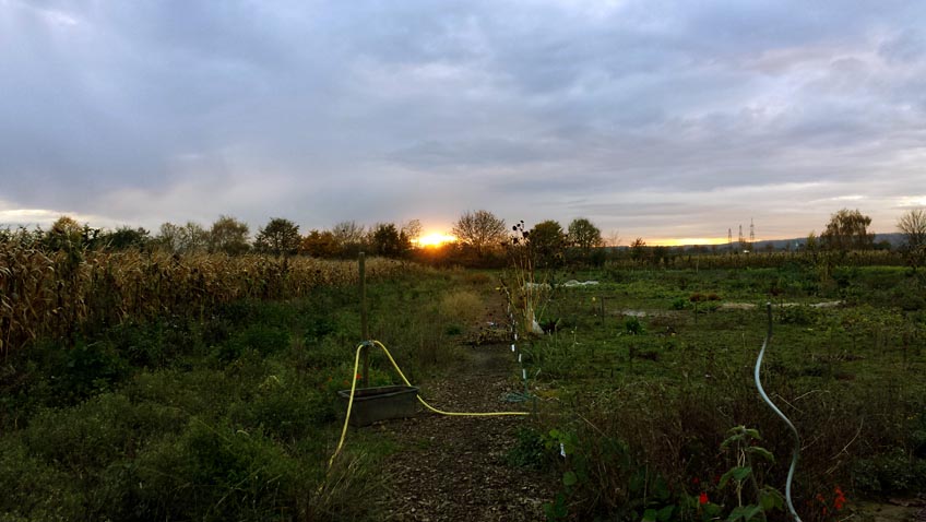 Sonnenuntergang auf dem Feld