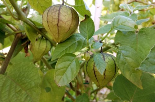 Tomatillo