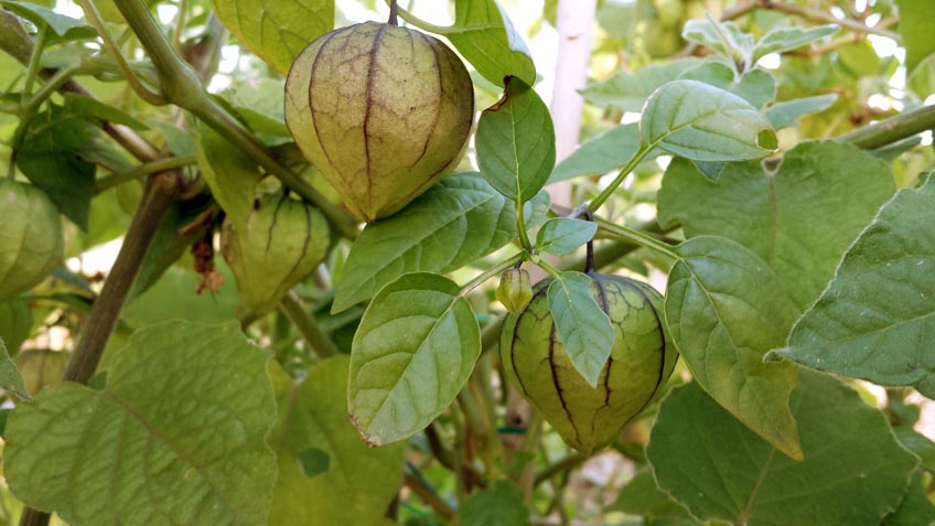 Tomatillo