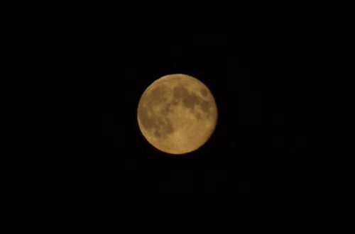 Gartenarbeit mit dem Mond - Vollmond