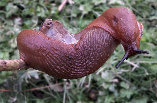 Tipps gegen Schnecken im Garten - Schnecken bei der Paarung