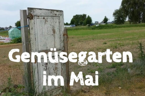 Gemüsegarten im Mai