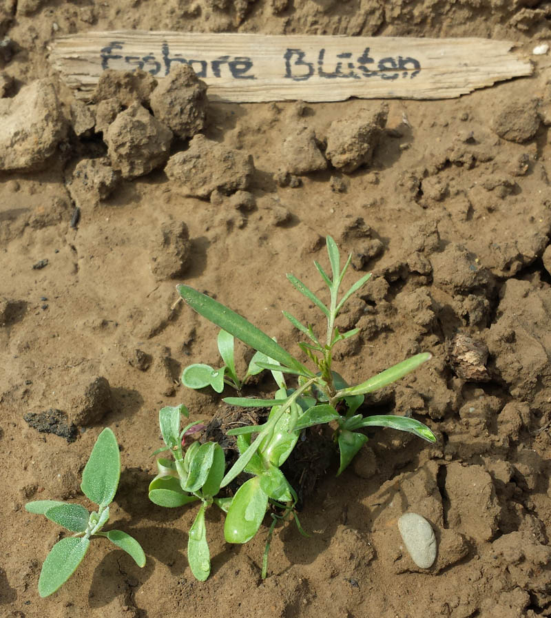 Seedballs wachsen - Essbare Blüten