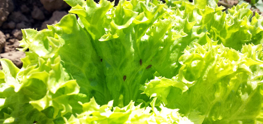 Blattläuse am Salat