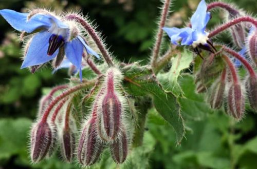 Borretsch Blüten