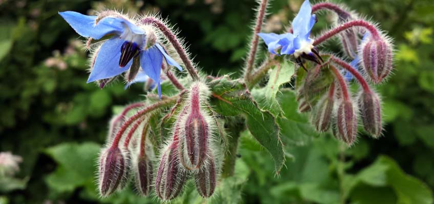 Borretsch Blüten