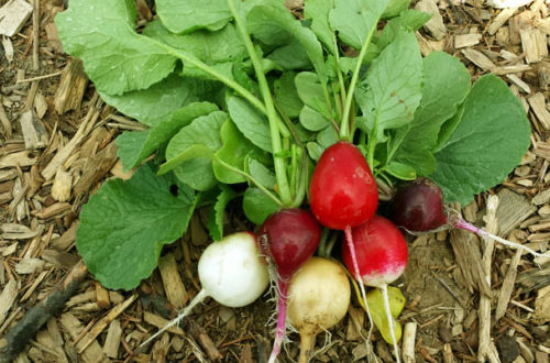 Bunte Radieschen - die Erntezeit beginnt