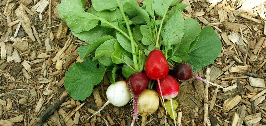 Bunte Radieschen - die Erntezeit beginnt