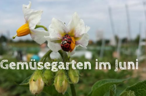 Gemüsegarten im Juni