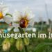 Gemüsegarten im Juni