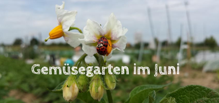 Gemüsegarten im Juni