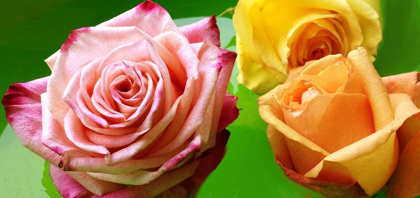 Rosen #urbanjunglebloggers #plantcolorpop