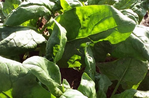 Spinat Knoblauch gegen Blattläuse