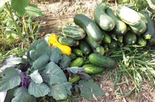 Ernte Zucchini Gurken Kohlrabi Salat