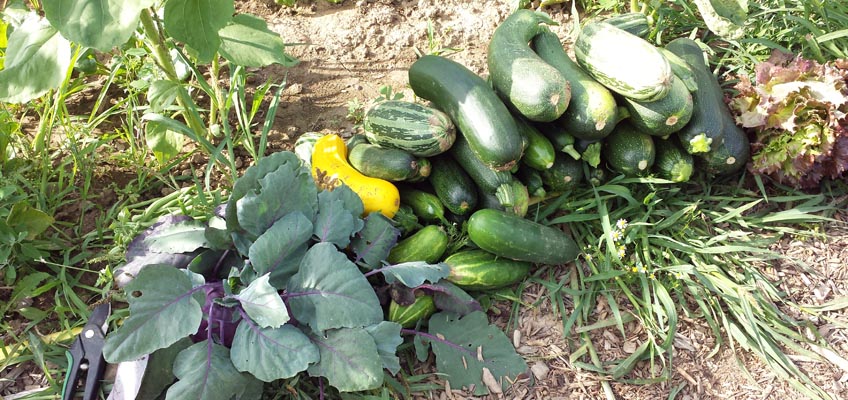 Ernte Zucchini Gurken Kohlrabi Salat