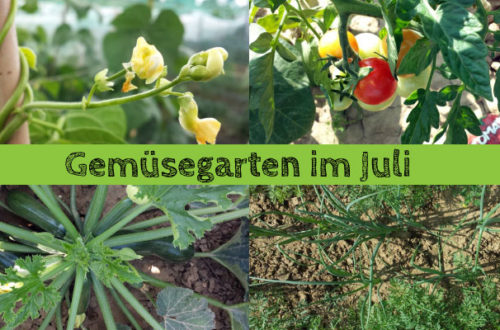 Gemüsegarten im Juli