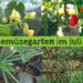 Gemüsegarten im Juli