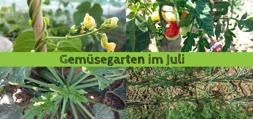 Gemüsegarten im Juli